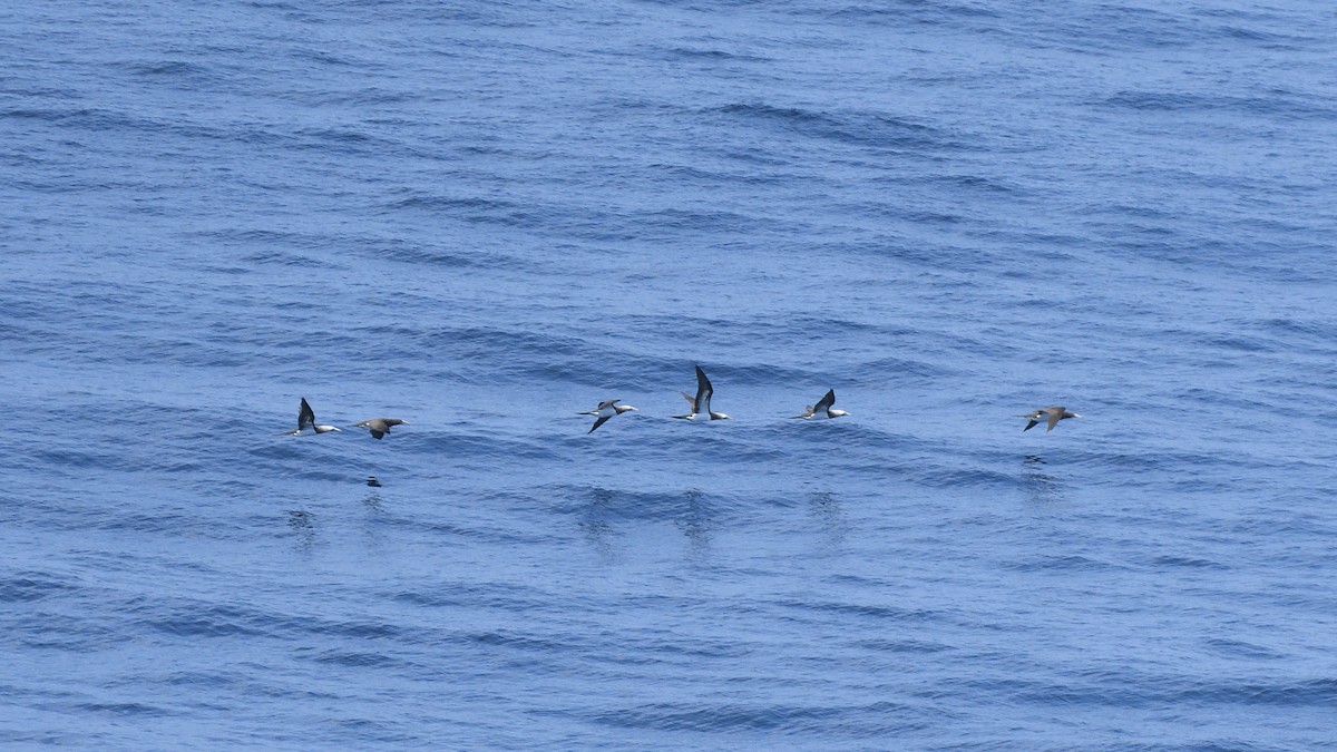 シロガシラカツオドリ - ML645109973