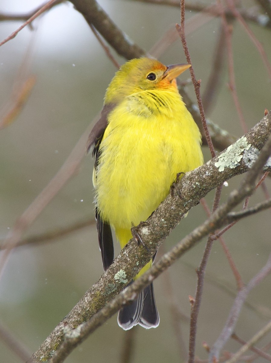 Western Tanager - ML645109980