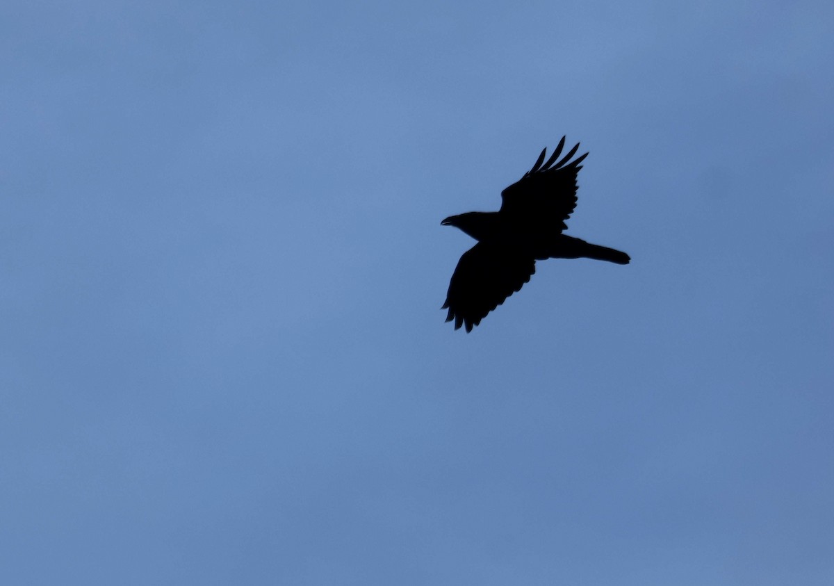 Common Raven - ML645109981