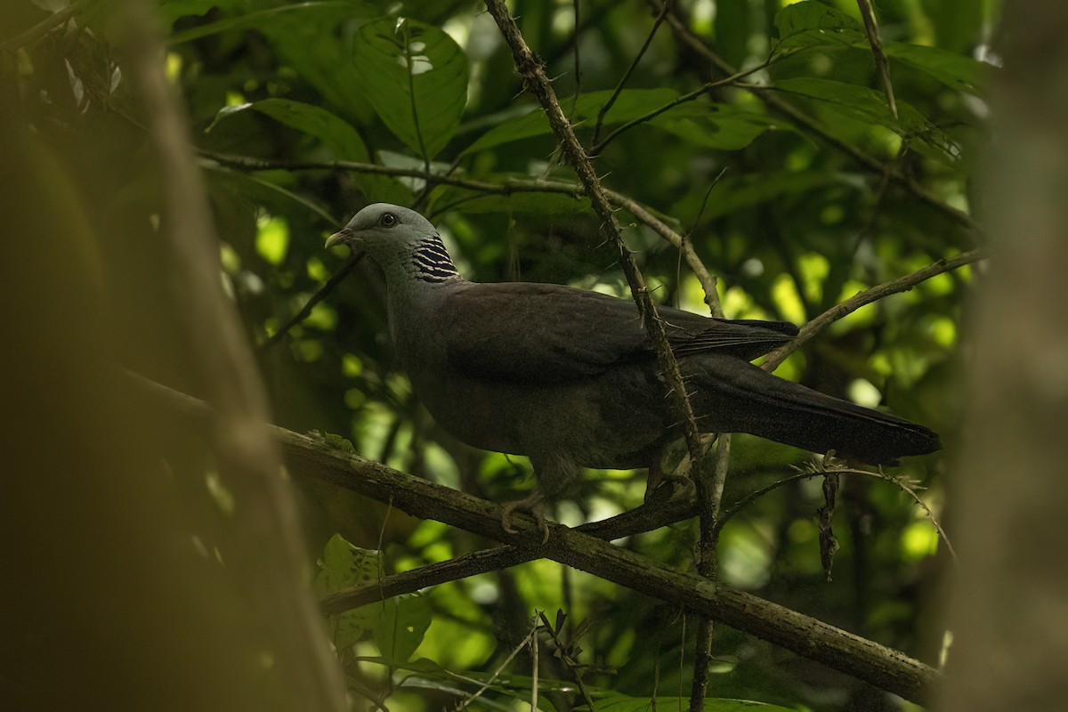 Nilgiri Wood-Pigeon - ML645109983