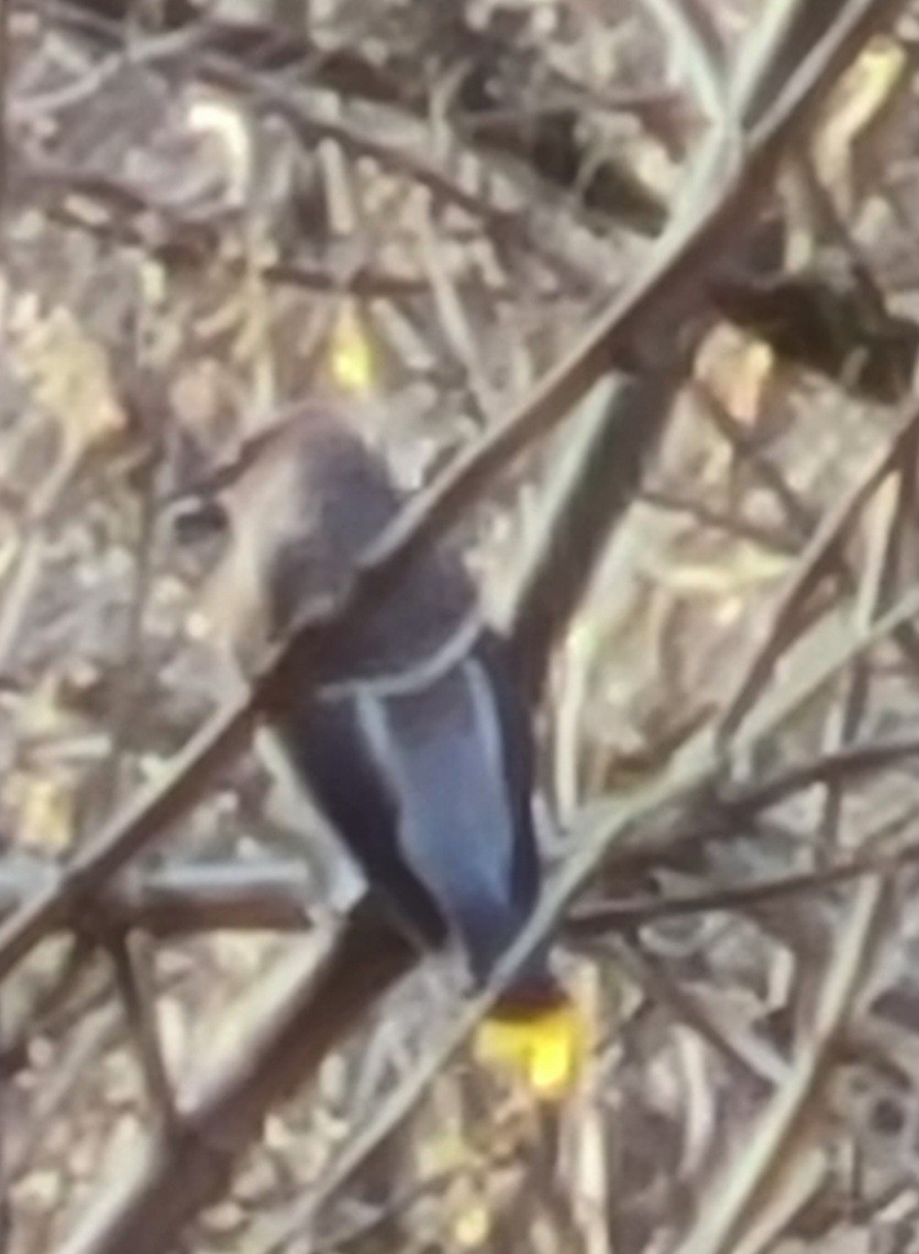 Sedir İpekkuyruğu - ML645109986