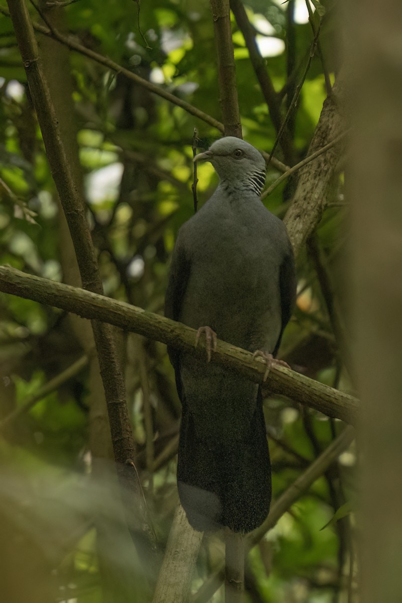 Nilgiri Wood-Pigeon - ML645109990