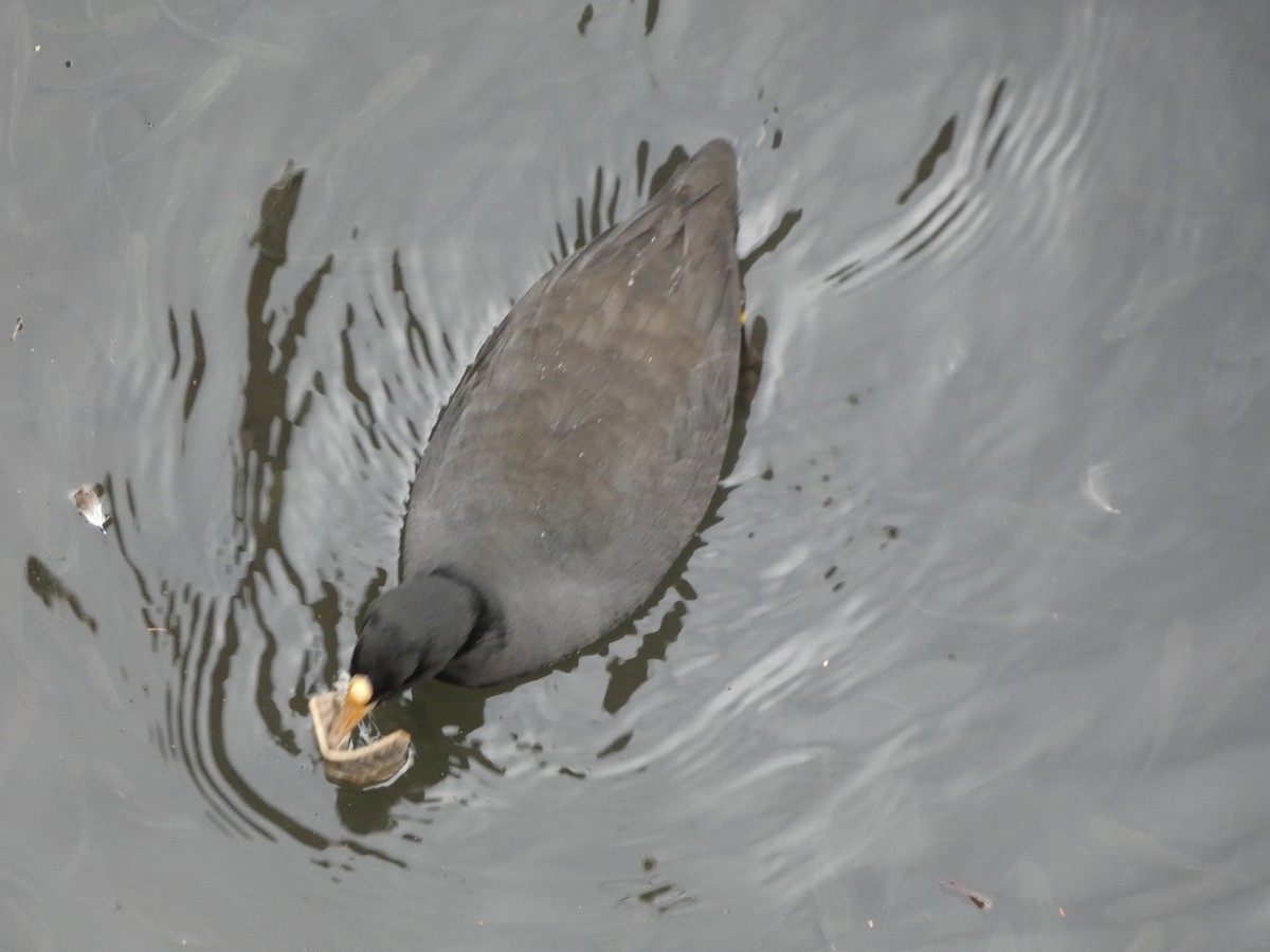 Eurasian Coot - ML645109992