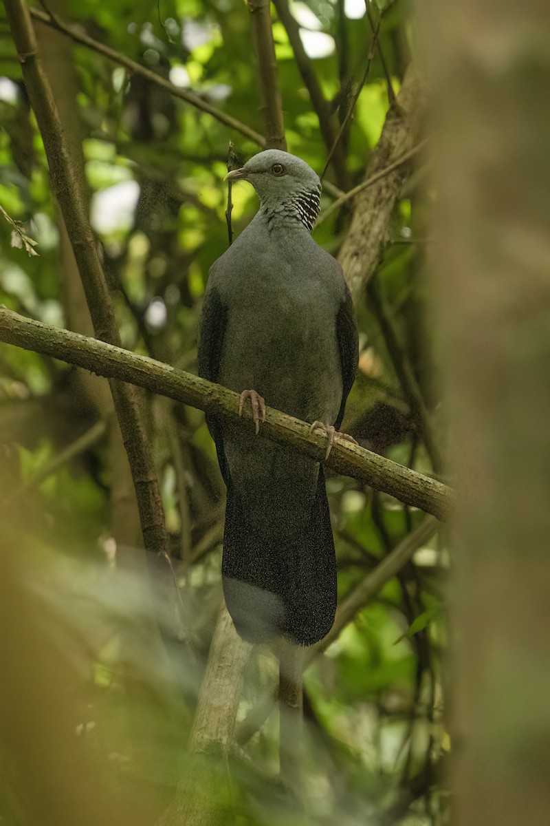 Nilgiri Wood-Pigeon - ML645109995