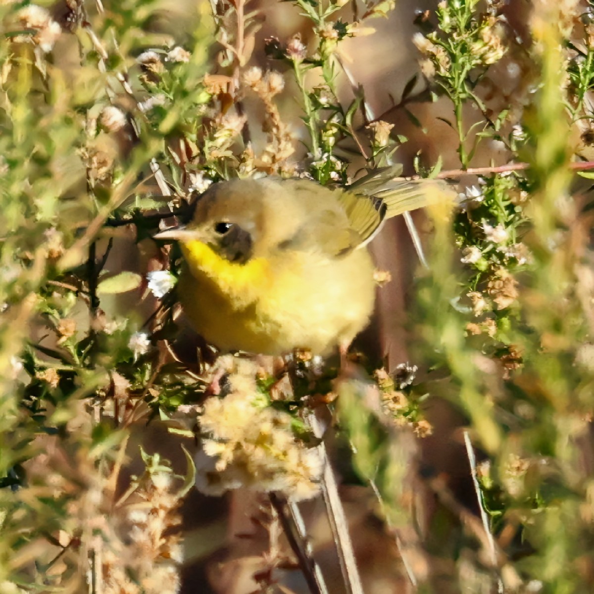 Common Yellowthroat - ML645110009