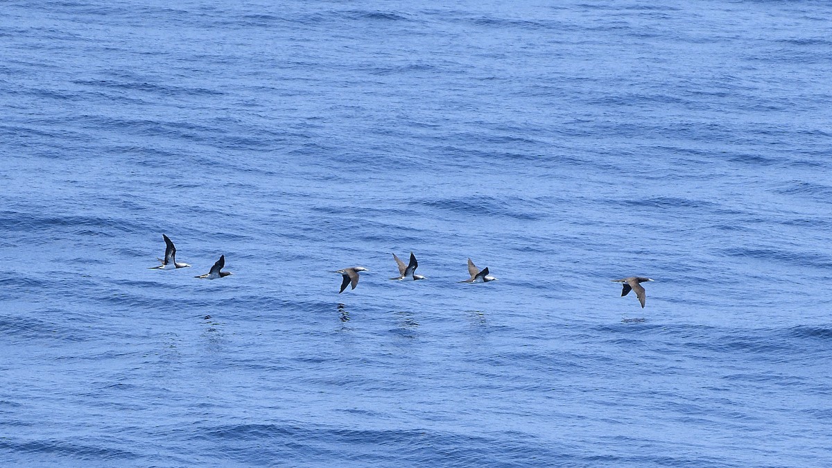 シロガシラカツオドリ - ML645110010