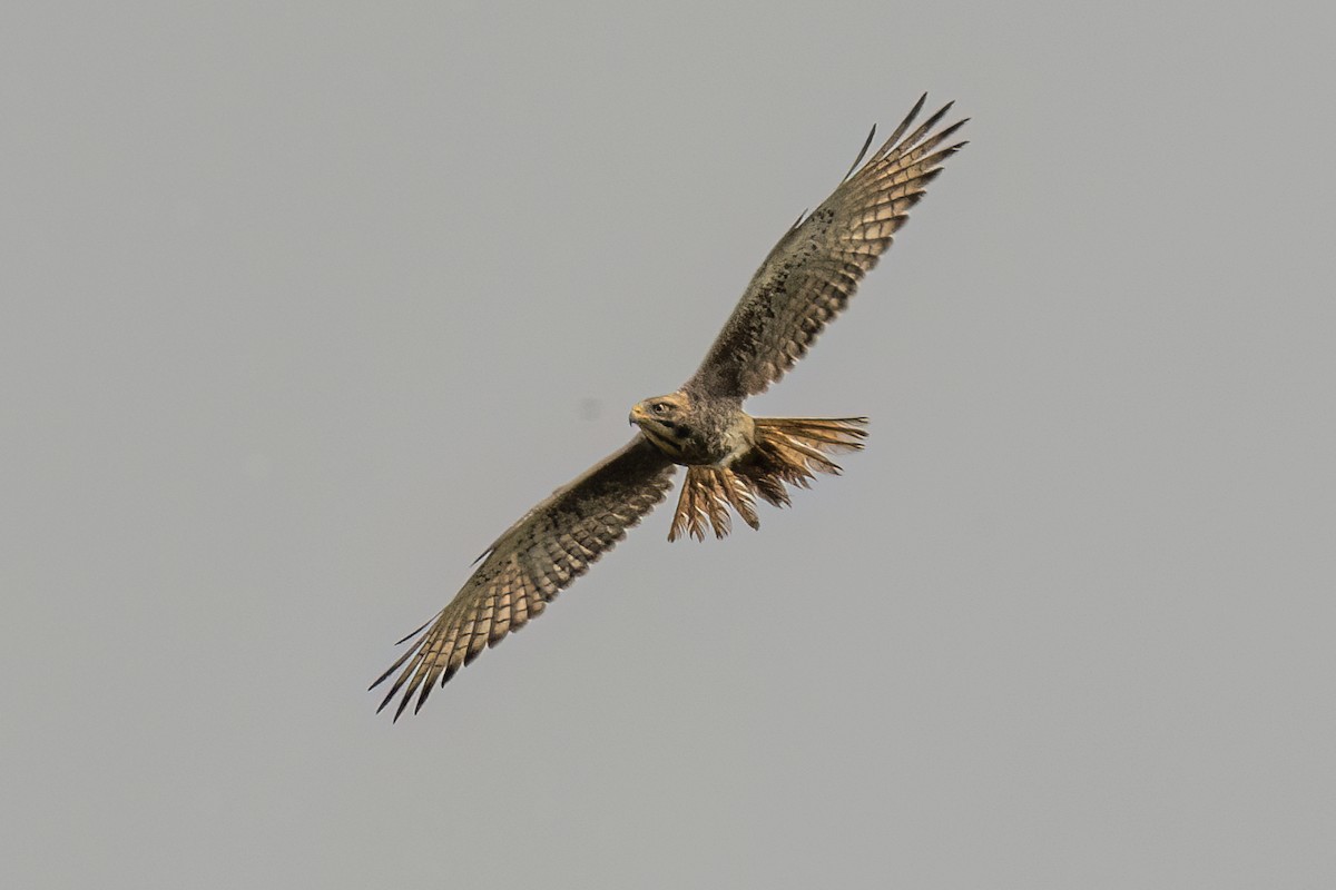 jestřábec bělooký - ML645110015