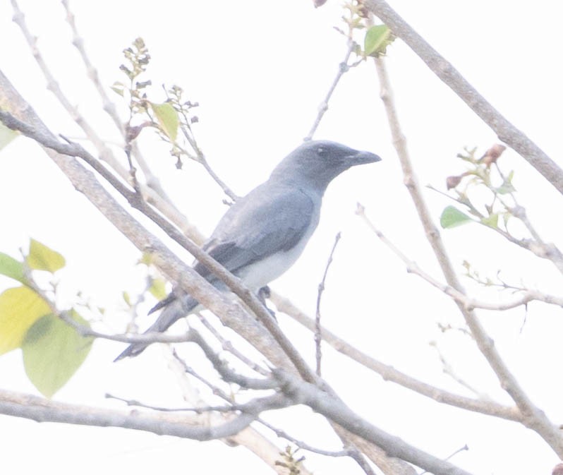 Oriental Cuckooshrike - ML645110038