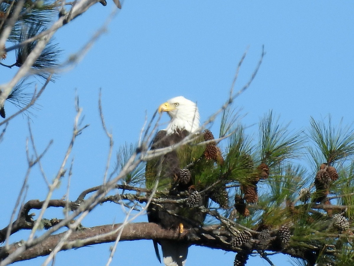 ハクトウワシ - ML645110044
