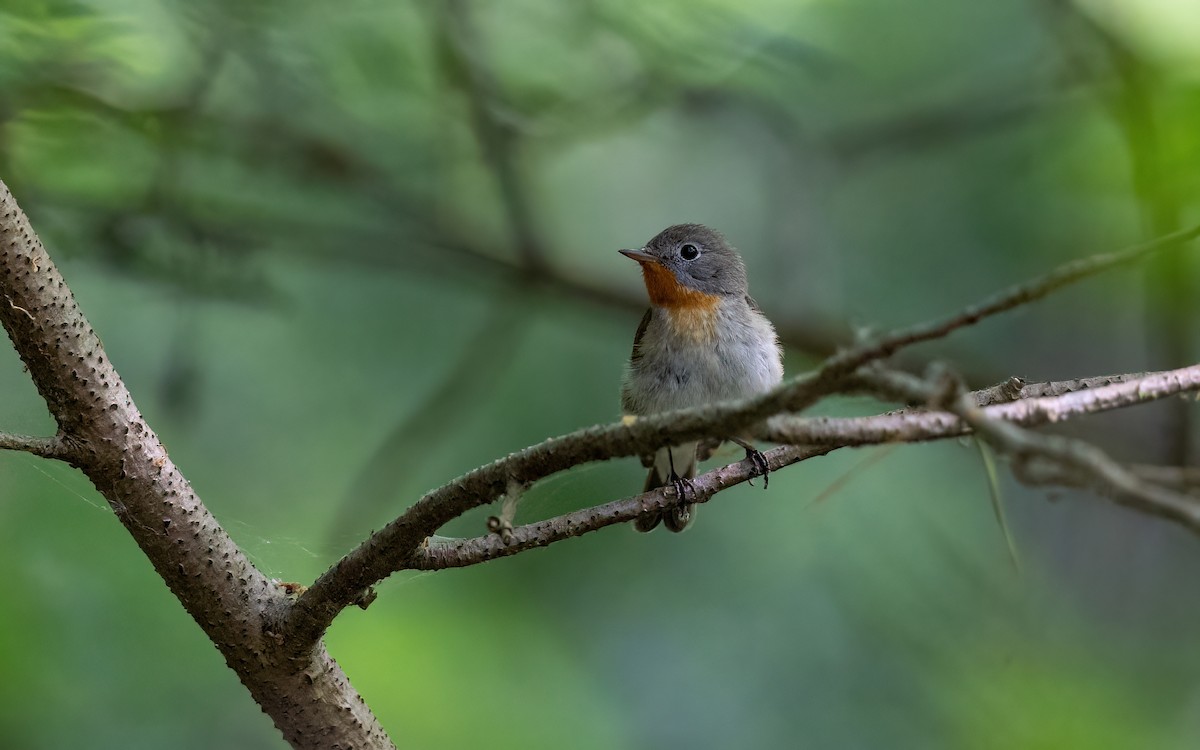 Pigliamosche pettirosso - ML645110048