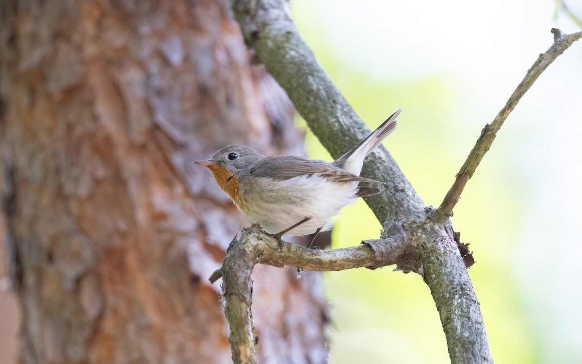 Pigliamosche pettirosso - ML645110049