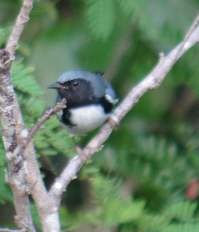 Black-throated Blue Warbler - ML645110050