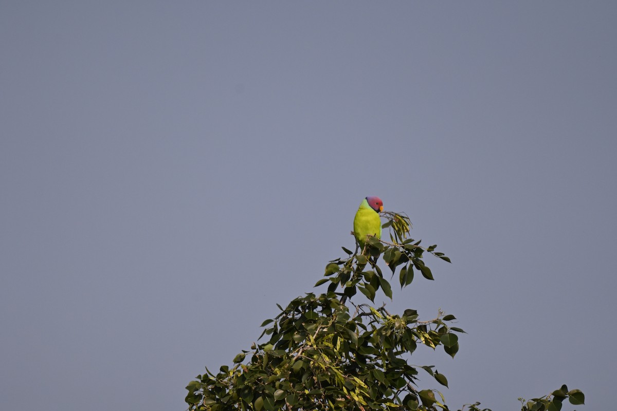 Plum-headed Parakeet - ML645110056