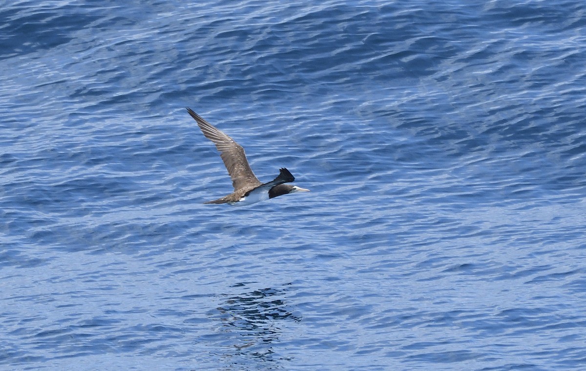 シロガシラカツオドリ - ML645110076