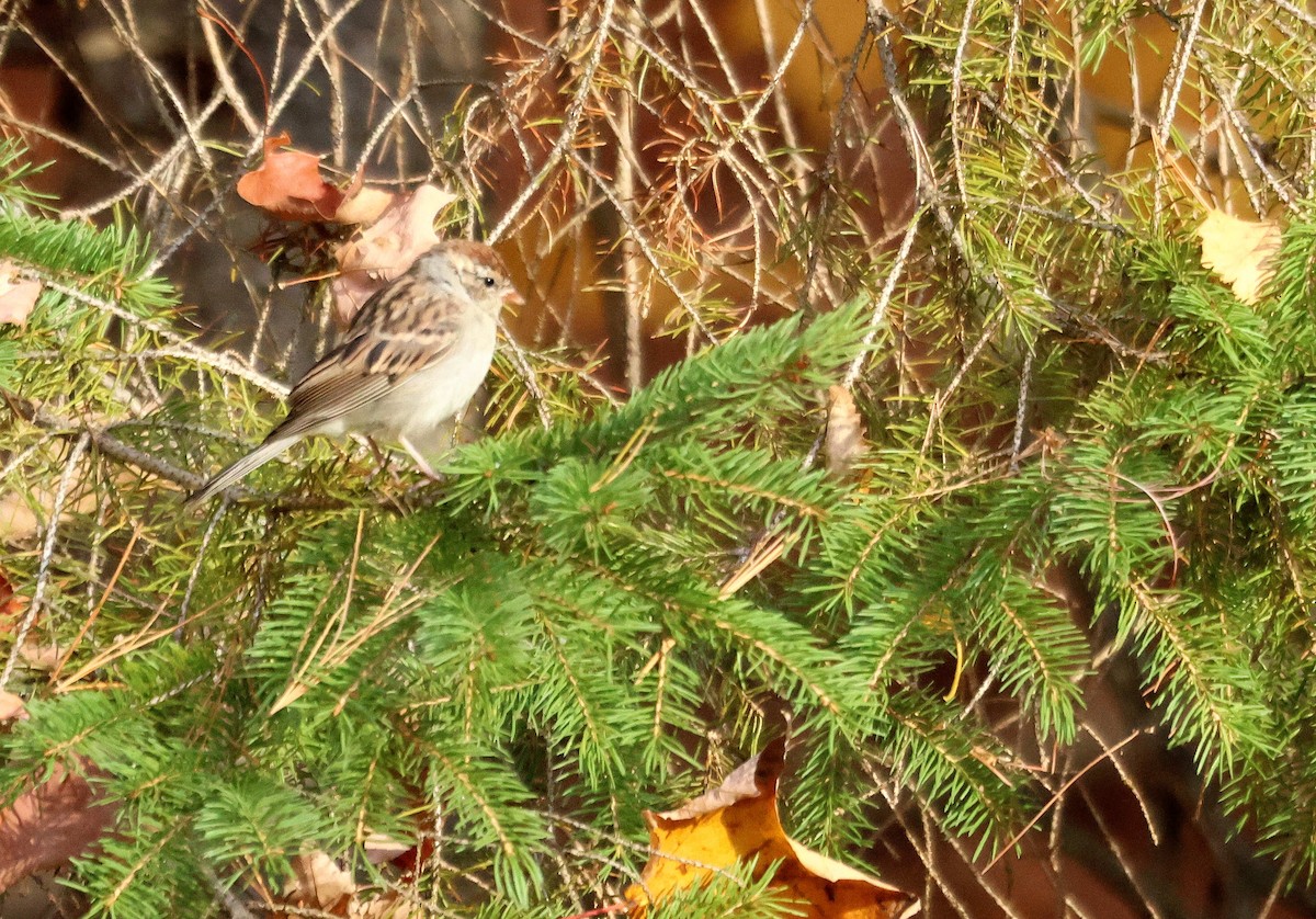Chipping Sparrow - ML645110077