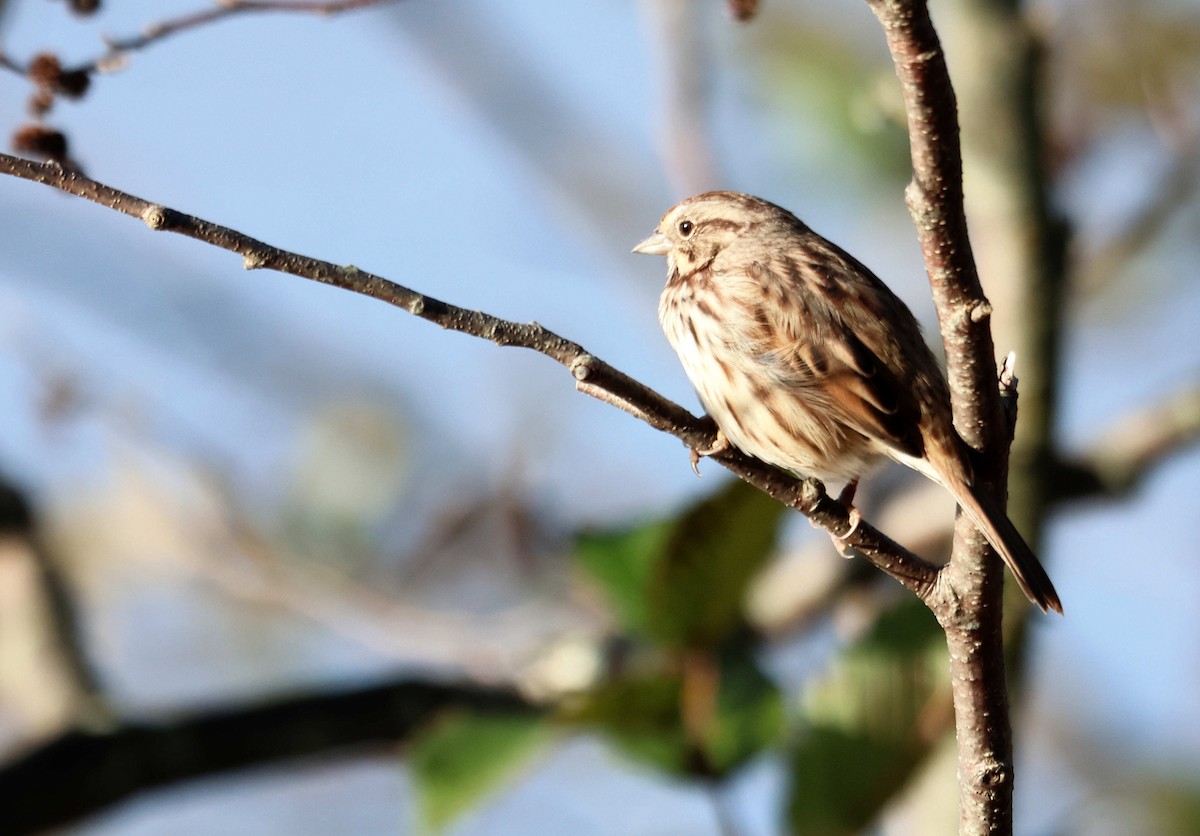 Song Sparrow - ML645110087