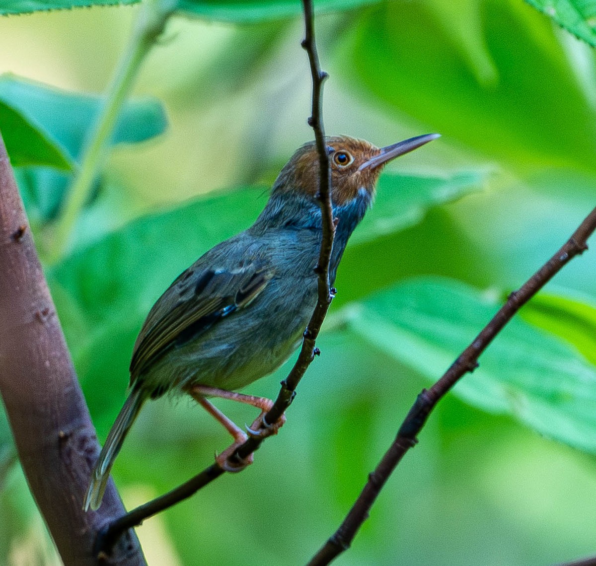 Olive-backed Tailorbird - ML645110098
