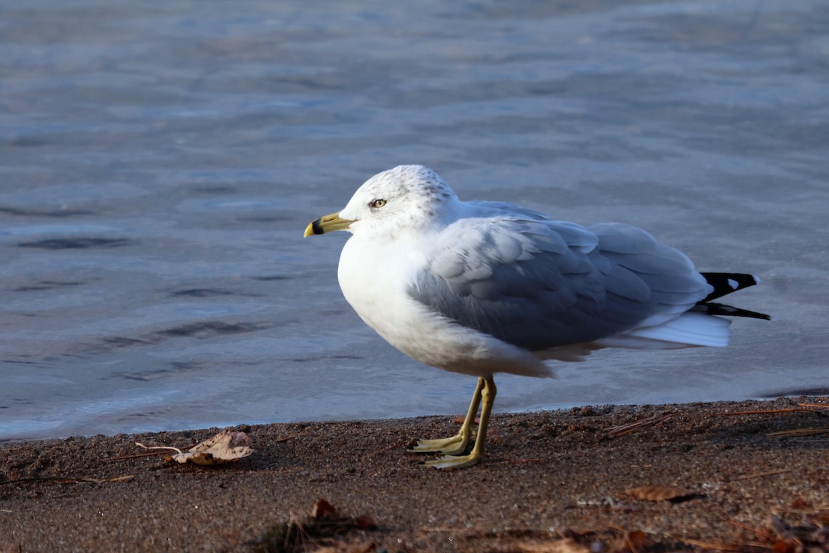 Ring-billed Gull - ML645110101