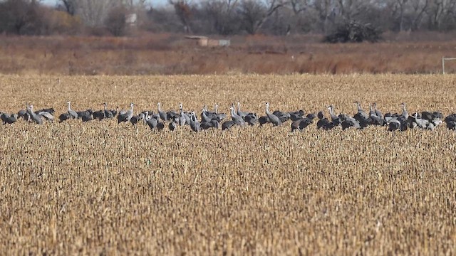 Sandhill Crane - ML645110104