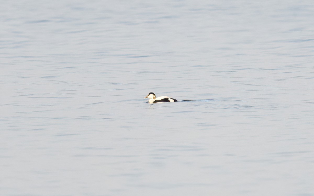 Edredone - ML645110106