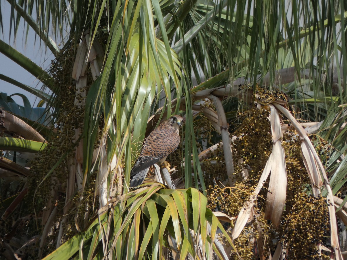 Eurasian Kestrel - ML645110108