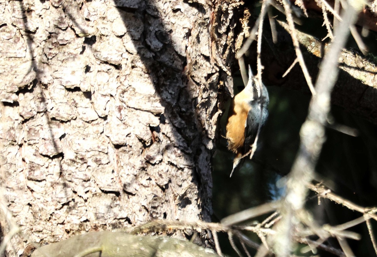 Red-breasted Nuthatch - ML645110112