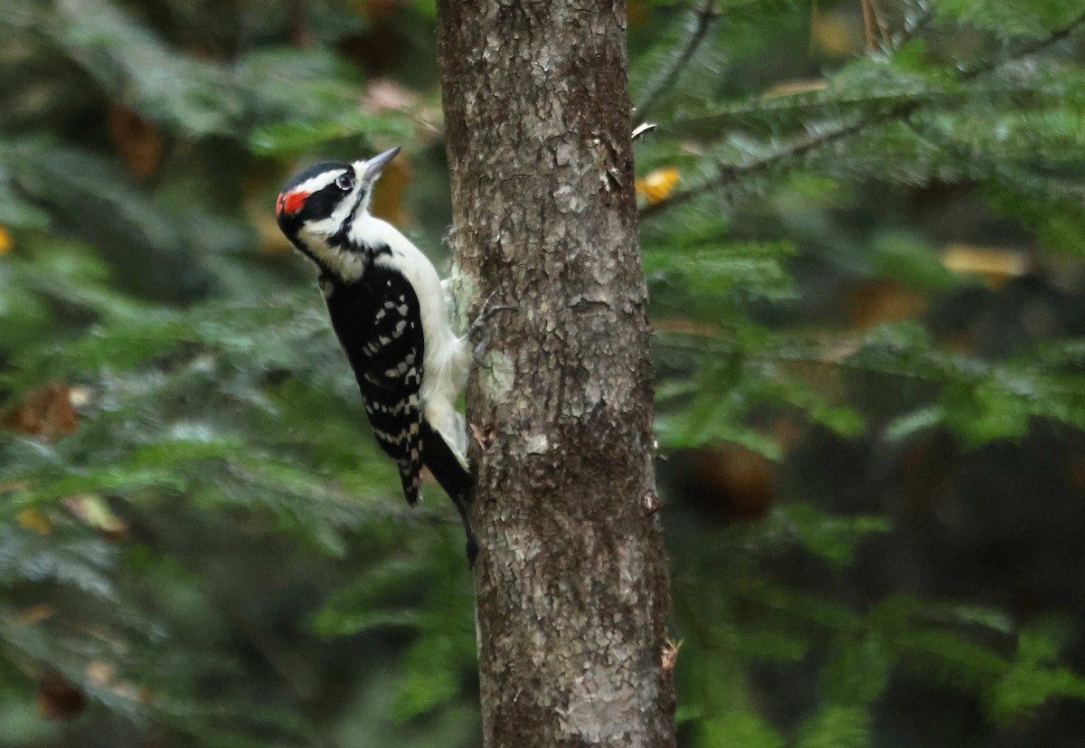 Downy Woodpecker - ML645110117