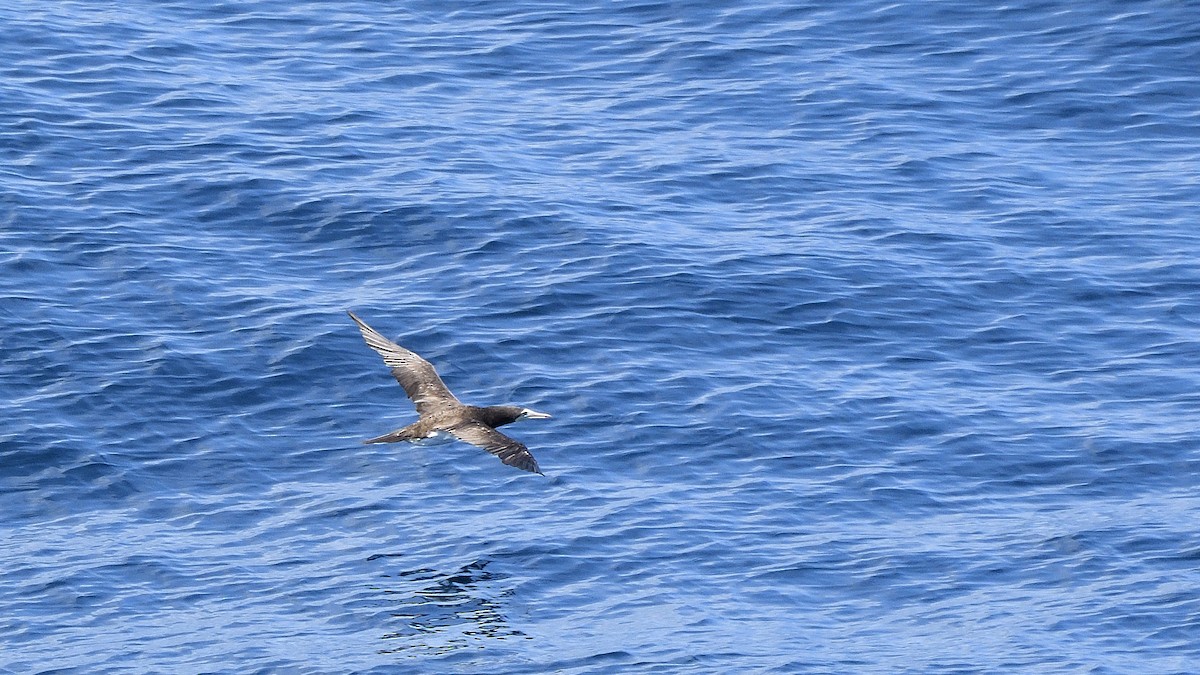 シロガシラカツオドリ - ML645110118