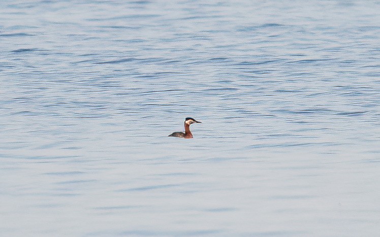 Red-necked Grebe - ML645110123