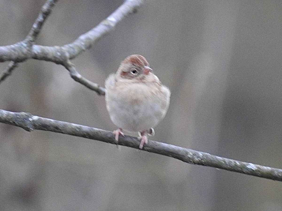 Field Sparrow - ML645110127