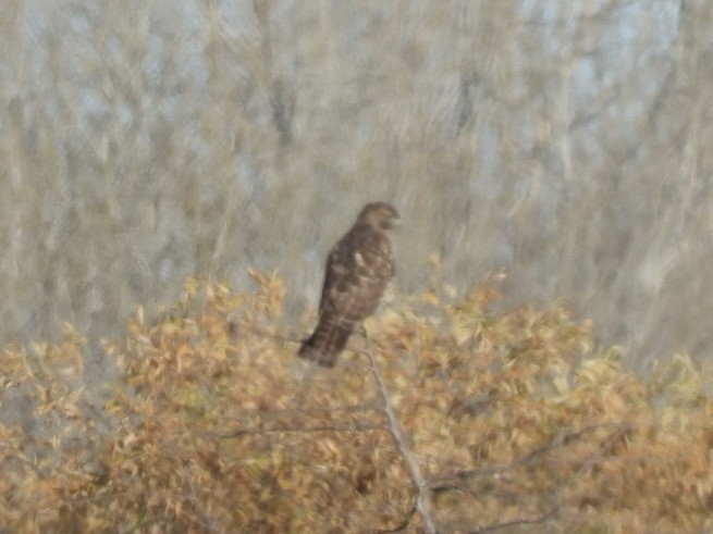 Red-shouldered Hawk - ML645110130