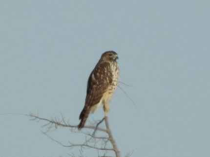 Red-shouldered Hawk - ML645110131