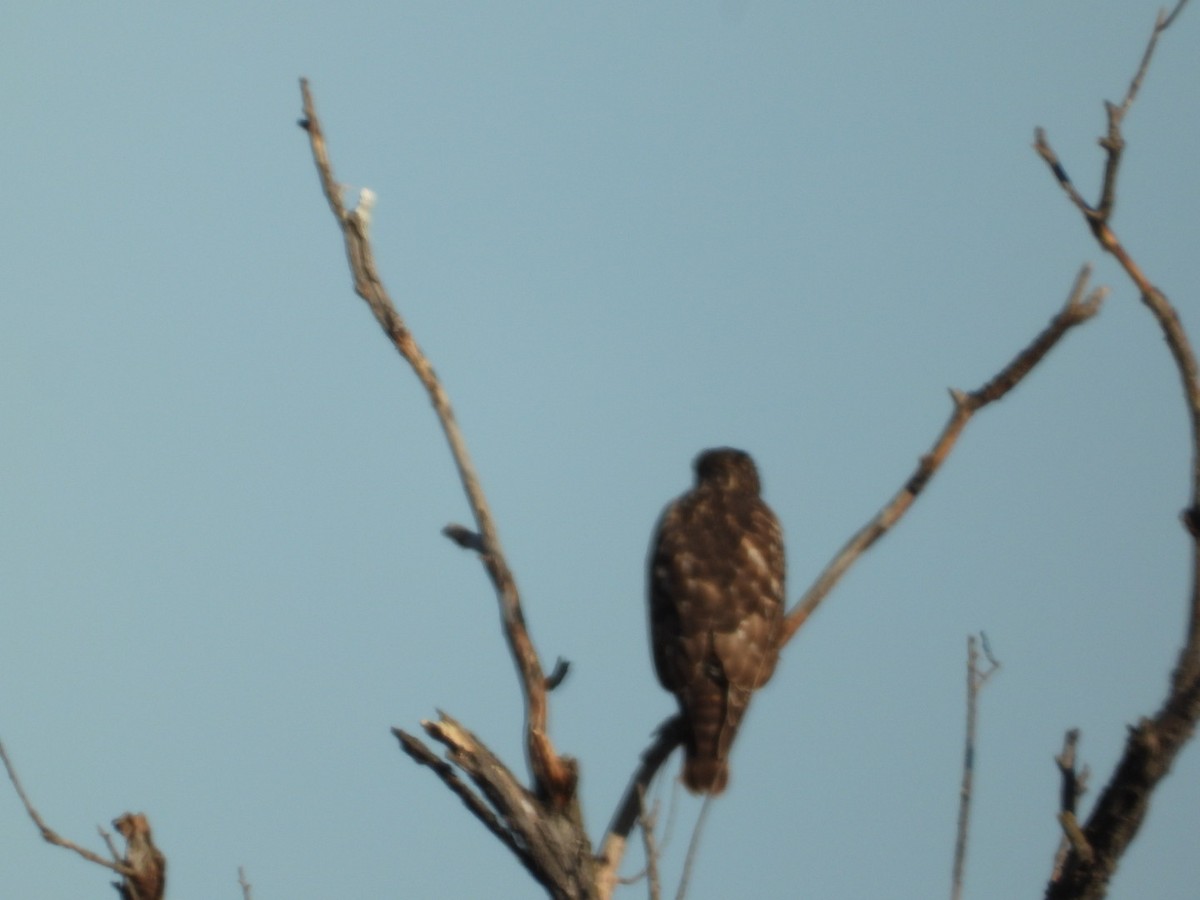 Red-shouldered Hawk - ML645110132