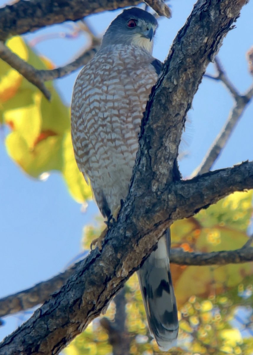 Cooper's Hawk - ML645110158