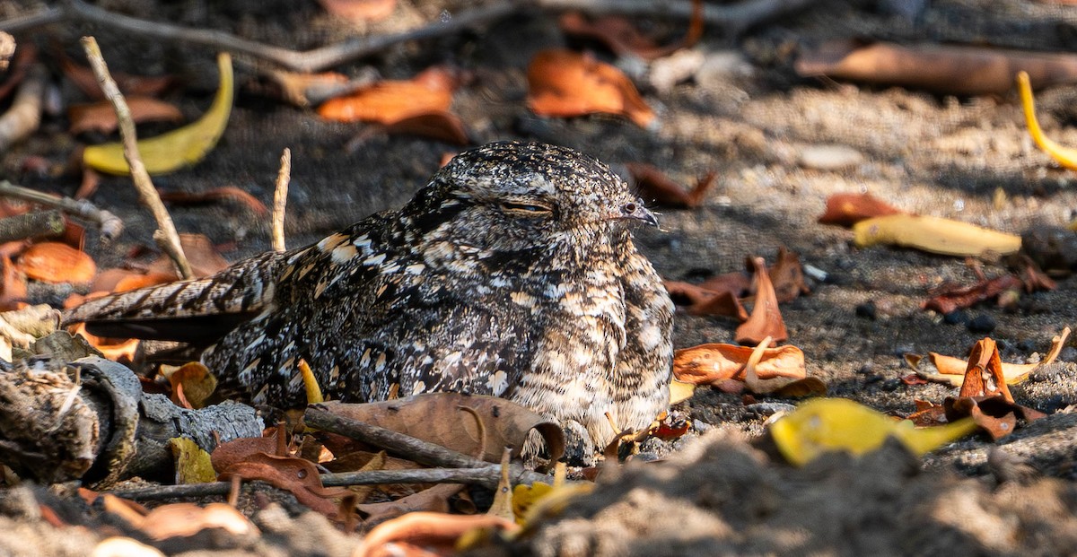 Savanna Nightjar - ML645110160