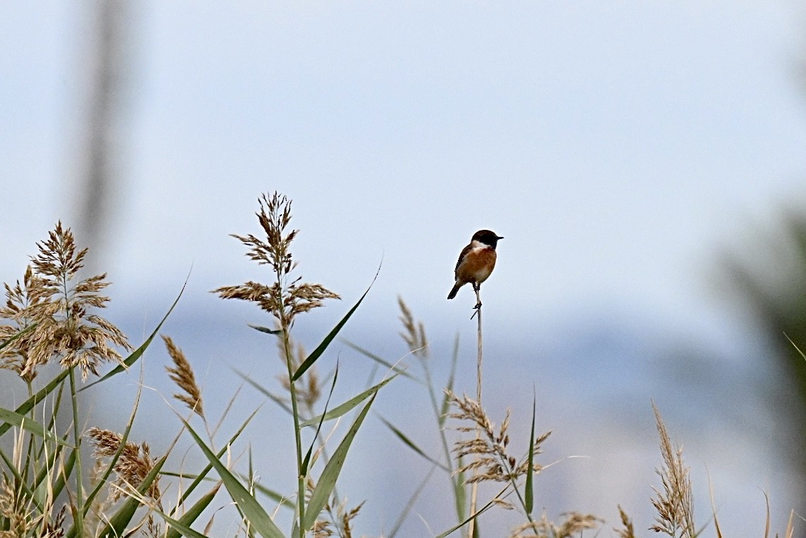 European Stonechat - ML645110168
