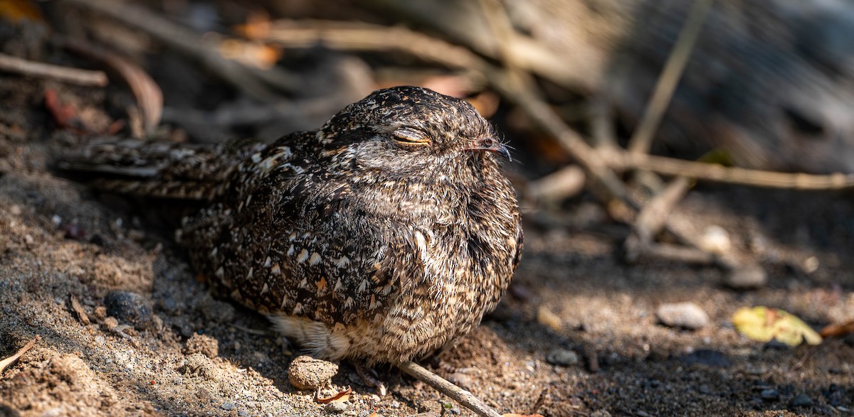 Savanna Nightjar - ML645110169