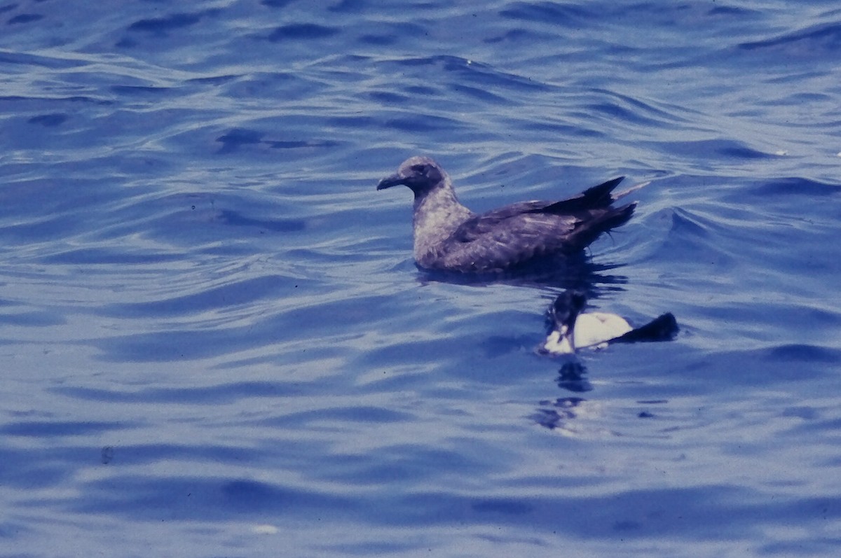 South Polar Skua - ML645110170