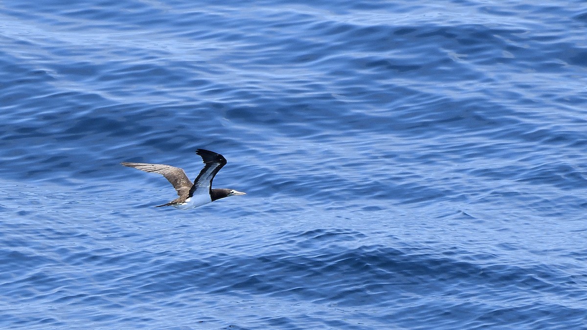 シロガシラカツオドリ - ML645110171