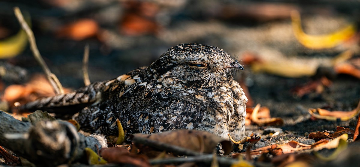Savanna Nightjar - ML645110174