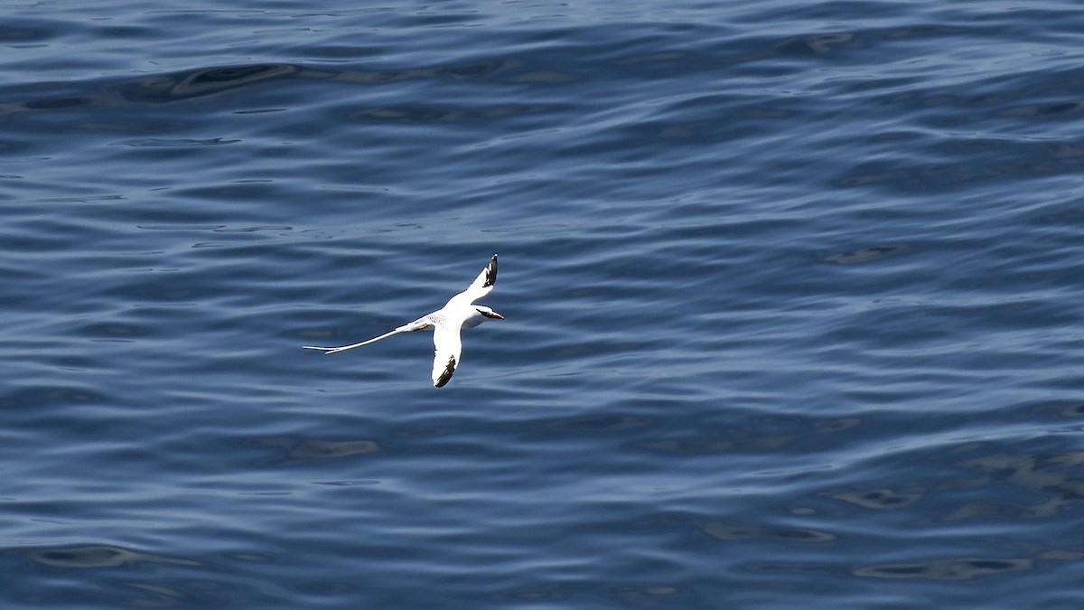 アカハシネッタイチョウ - ML645110195