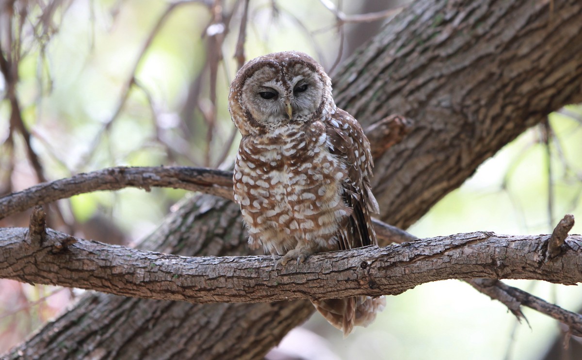 Chouette tachetée (lucida) - ML645110201