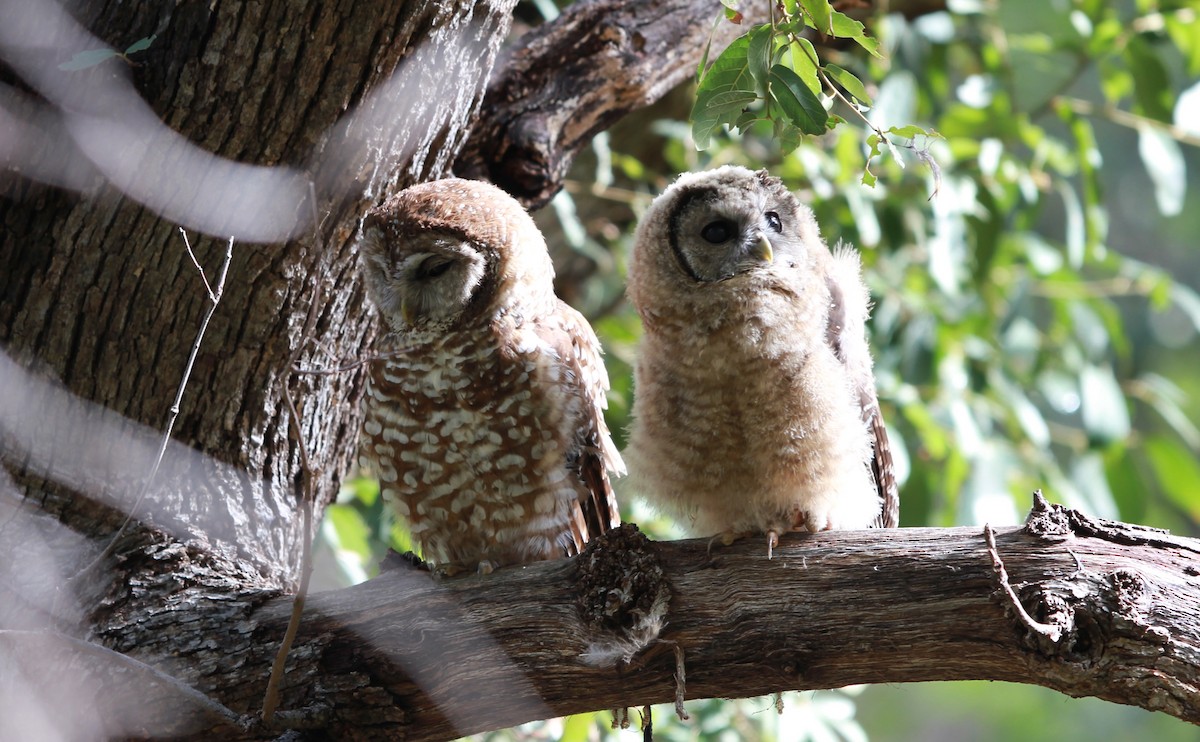 Chouette tachetée (lucida) - ML645110202