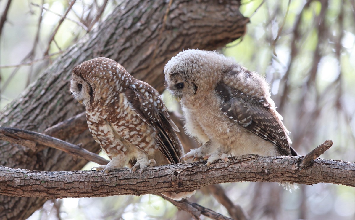 Chouette tachetée (lucida) - ML645110203