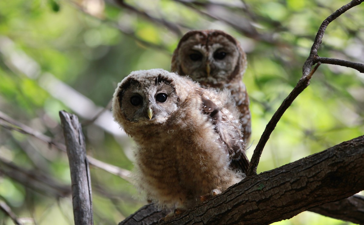 Chouette tachetée (lucida) - ML645110204