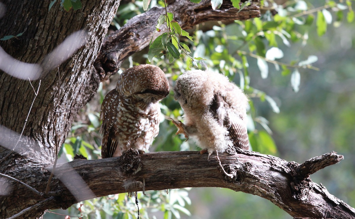 Chouette tachetée (lucida) - ML645110205