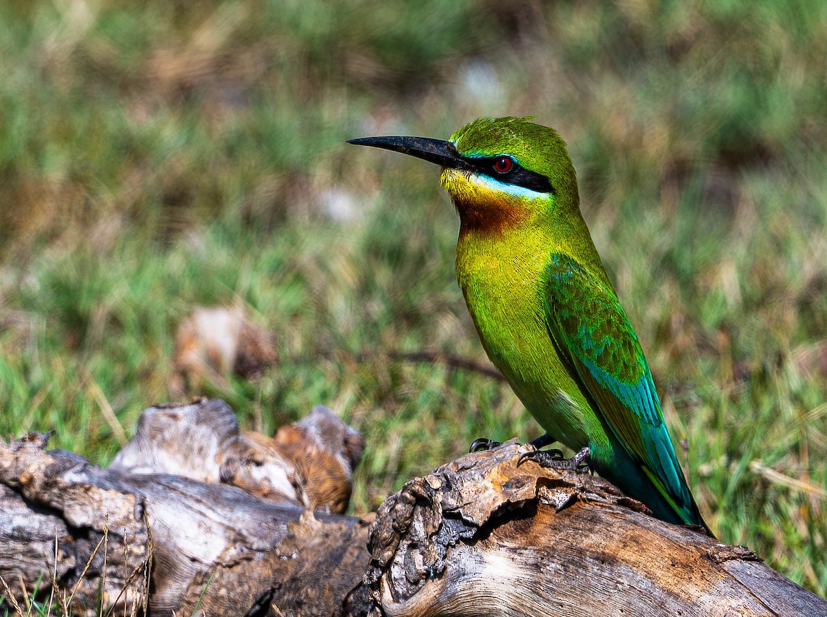Blue-tailed Bee-eater - ML645110206