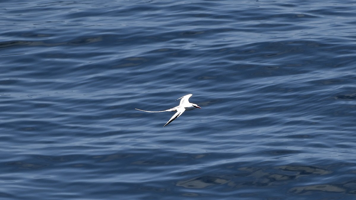 アカハシネッタイチョウ - ML645110208