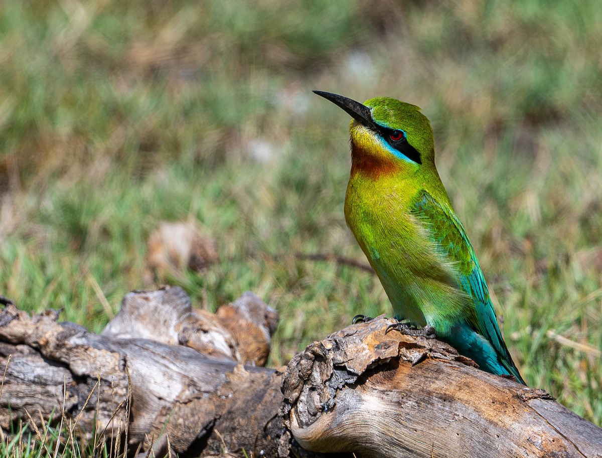 Blue-tailed Bee-eater - ML645110212