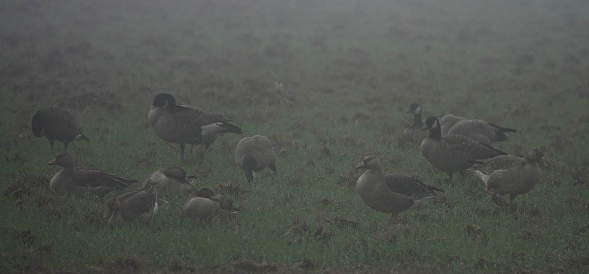 husa běločelá - ML645110214